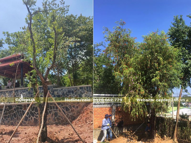 Cây Liễu Đỏ cổ thụ trong trong khuôn viên của một ngôi chùa