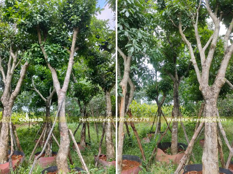 Vườn Lộc Vừng lâu năm, đường kính gốc gần 20cm, được dâm ủ và chống cọc chắc chắn