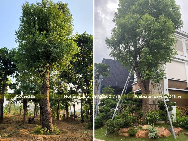 Chống cây Long Não cổ thụ bằng khung inox chống gỉ cao cấp