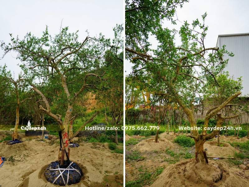 Thi công trồng cây Lựu công trình cao gần 3m, đường kính gốc khoảng 20cm