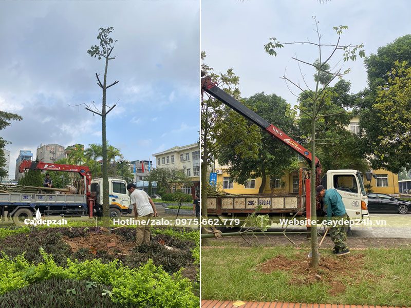 Công nhân của Cây Đẹp 24h đang thi công trồng cây cho khách