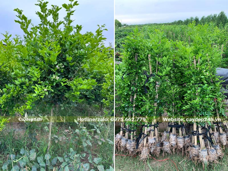 Nguyệt Quế đánh thẳng tại vườn và cây giống ươm bầu