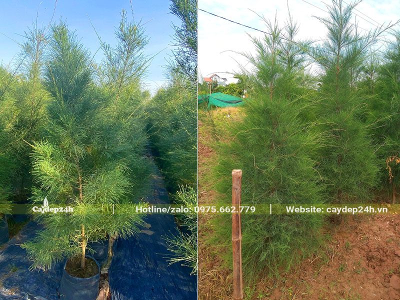 Trồng và dưỡng số lượng lớn cây Phi Lao cao 1 - 1,5m