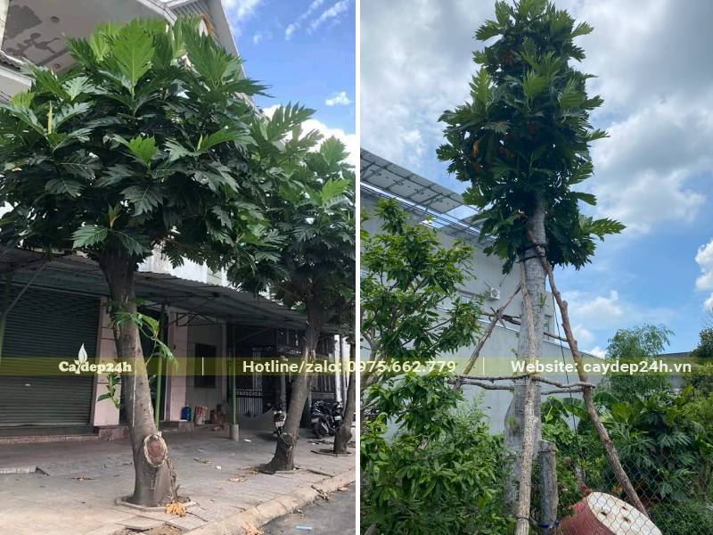 Hàng cay Sake trồng vỉa hè và cây mới trồng trong sân vườn biệt thự