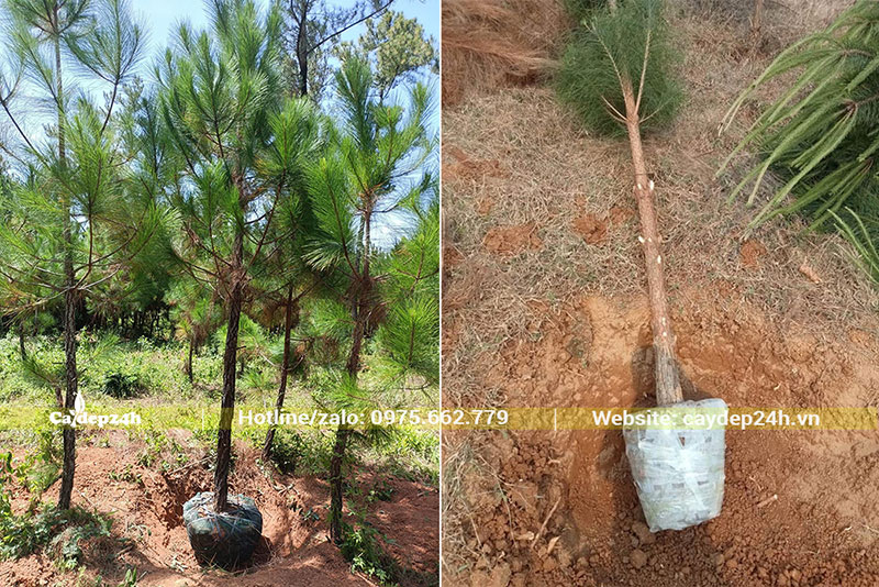 Bán cây Thông Caribe đường kính bầu từ 25 - 35cm