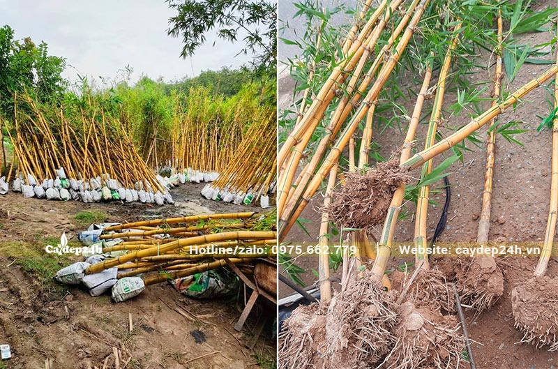 Vườn tre vàng đã dâ, ủ kỹ, có bộ rễ khỏe mạnh