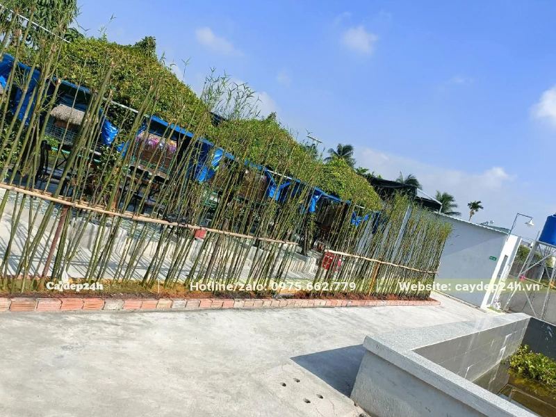 Trúc Câu Cá trồng thành hàng dài có buộc cọc làm giàn đỡ