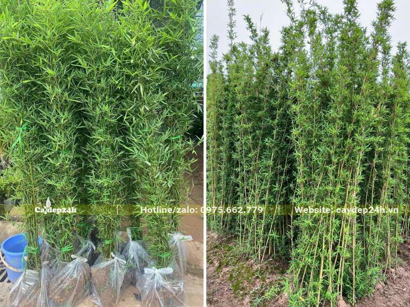 Dâm ủ giúp cây trồng thành thục hơn, có khả năng sinh trưởng tốt hơn