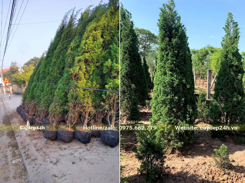 Tập kết hàng chục cây Tùng Tháp chiều cao hơn 3m tại địa điểm trồng