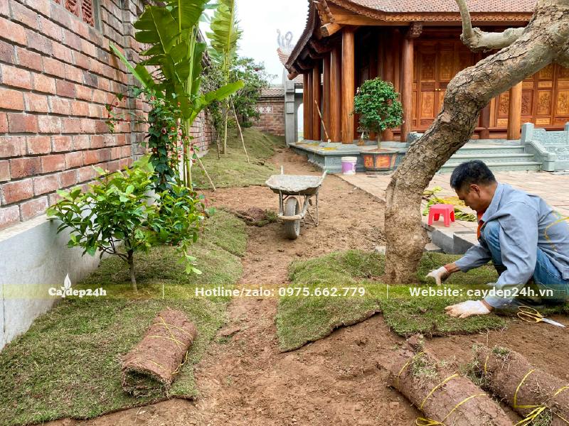 Công nhân đang thi công trồng thảm cỏ tại nhà thờ tại Bắc Ninh