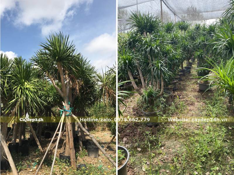 Cây lớn được buộc cọc chống, cây nhỏ được chăm sóc trong nhà vườn có mái che