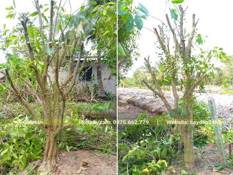 Cắt tỉa cành lá trước khi bứng bầu cây công trình