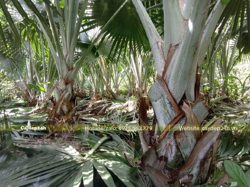 Tỉa cành lá cho vườn Kè Bạc lộ thân khoảng 20 - 30cm