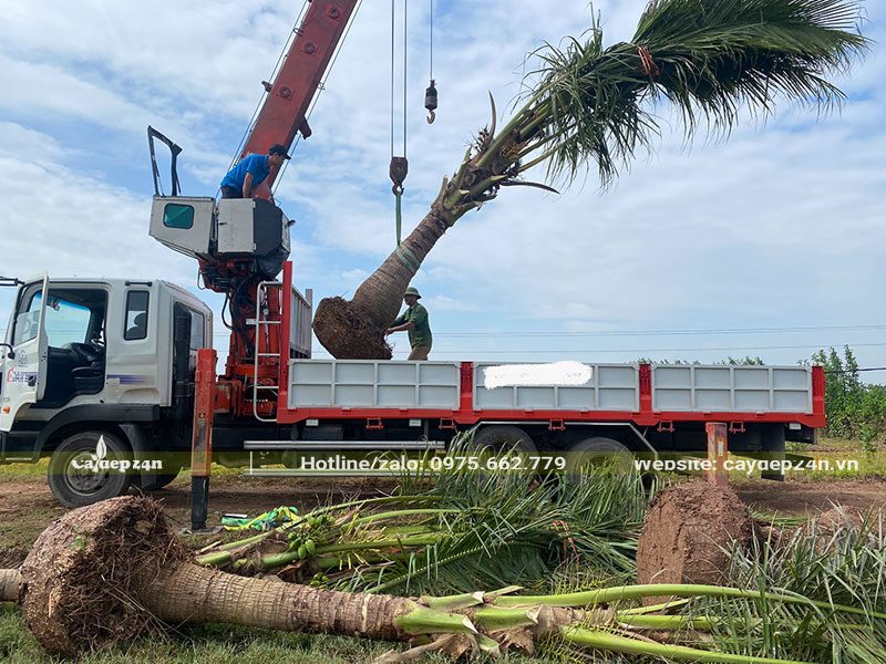 Nhà vườn chủ động vận chuyển và thực hiện trồng cây Dừa công trình theo yêu cầu của khách