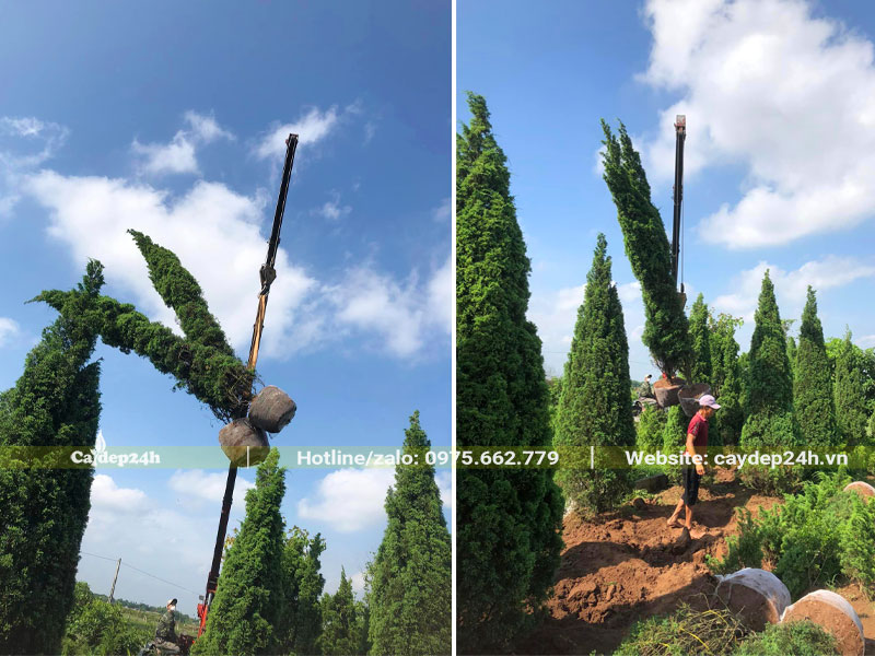 Dùng cần cẩu di chuyển cây Tùng Tháp cao 3 - 3.5m lên xe