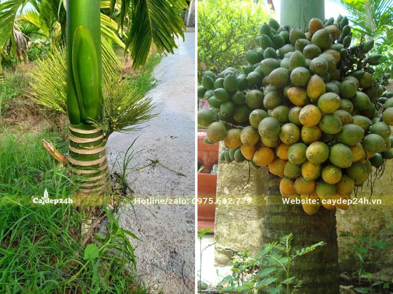 Buồng cau có nhiều quả bắt đầu chín vàng