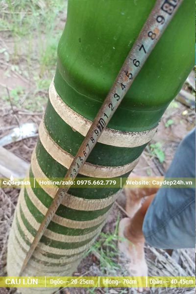 Dùng thước đo thực tế vườn cây Cau Lùn trưởng thành