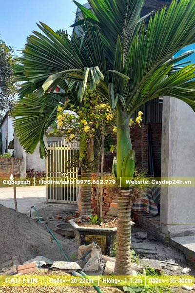 Trồng Cau Lùn trước cổng nhà