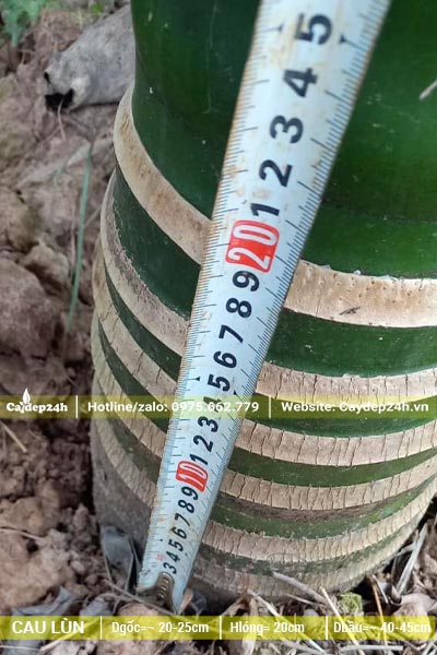Thoát thân cây Cau Lùn khoảng 20 cm, các vòng sẹo lá đều và đẹp