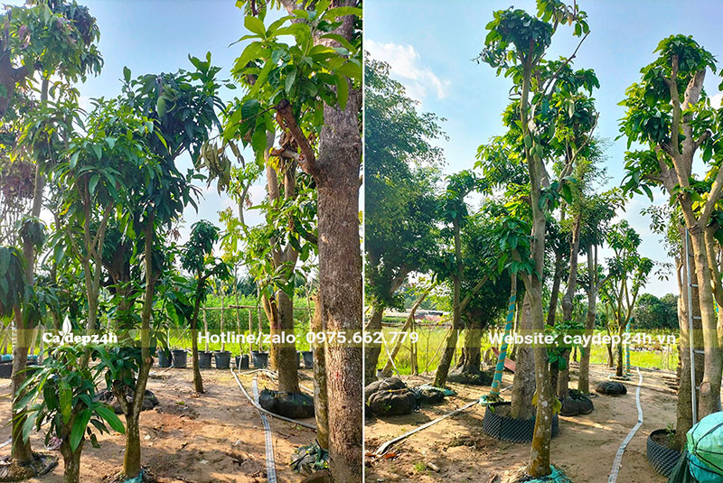 Xoài công trình cao 3 - 4m, dâm ủ lâu năm