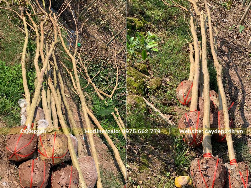 Hơn chục cây Bằng Lăng tím mới bứng bầu, tỉa cành, đk gốc 5 - 8cm