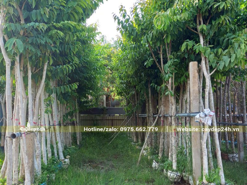 Vườn có sẵn số lượng lớn cây hoa Bằng Lăng dâm ủ kỹ