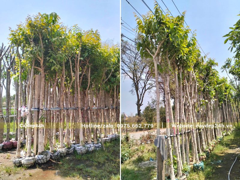 Bằng Lăng công trình tuyển chọn đem dâm ủ riêng thành từng hàng có cọc đỡ