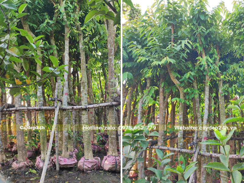 Dâm ủ cây Bằng Lăng đường kính gốc 15cm thành hàng dài