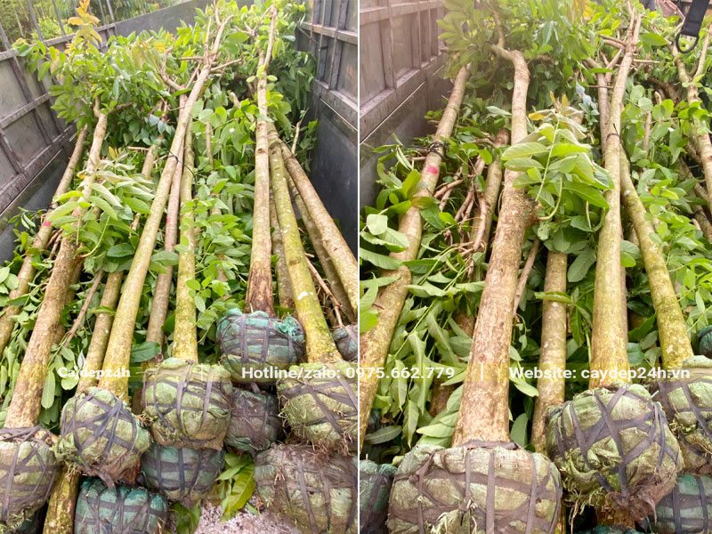 Hàng chục cây Bằng Lăng đk gốc 10 - 15cm được xếp trên xe tải