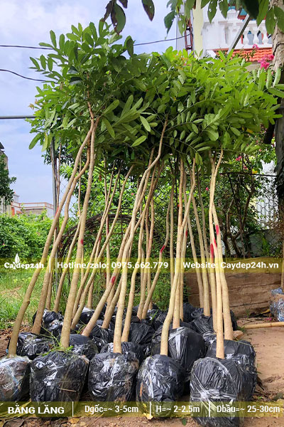 Cây giống Bằng Lăng đường kính 3cm, cao 2m