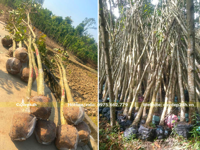 Bứng và tỉa cành cây Bằng Lăng trước khi dâm ủ