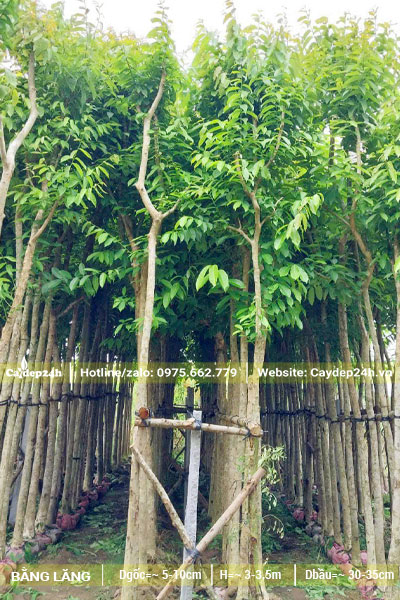 Hàng trăm cây hoa Bằng Lăng đk gốc 5cm đã dâm ủ kỹ