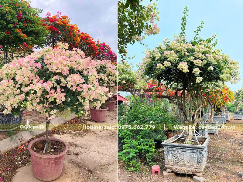 Bán cây hoa giấy trắng hồng đã trồng sẵn trong chậu đá