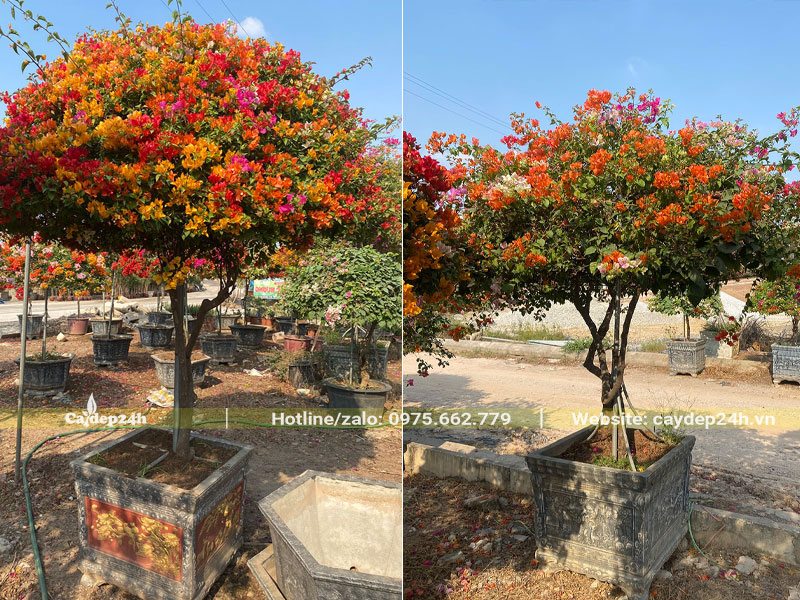 Cây Hoa Giấy trồng trong chậu đá tự nhiên kích thước lớn