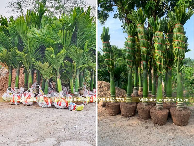 Hàng chục cây Cau Lùn mới lộ thân đánh thẳng