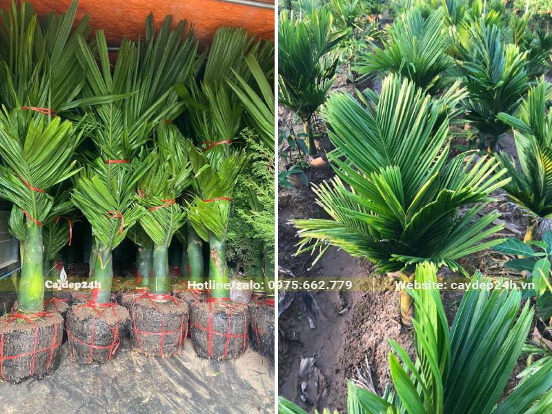 Số lượng lớn cây Cau Lùn giống nguyên bầu