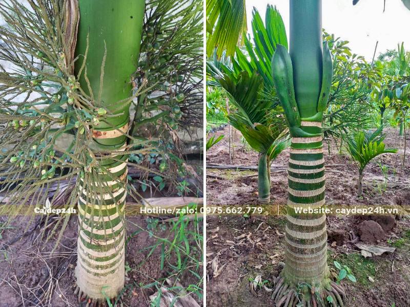 Cau Lùn thân chính cao 1m, đường kính gốc 20cm