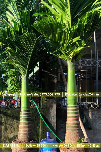 Hai cây Cau Vua đánh thẳng được giao cho khách tại Phú Thọ