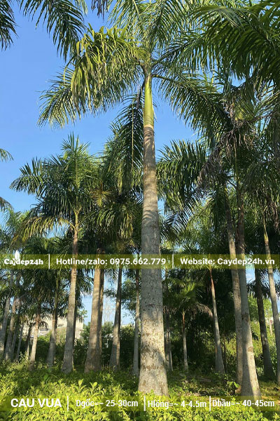 Cau Vua công trình chiều cao "khủng" lóng thân cao 4 - 5m