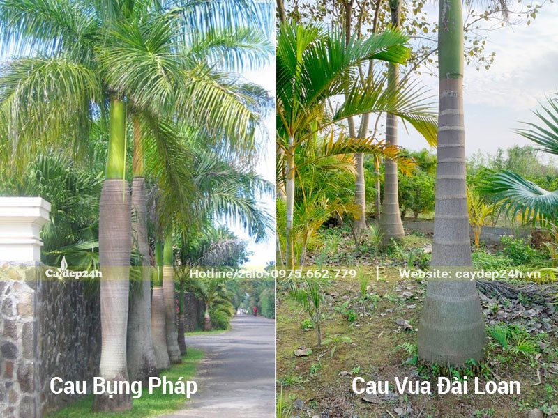 Hình ảnh cây Cau Vua Đài Loan và Cau Vua Pháp