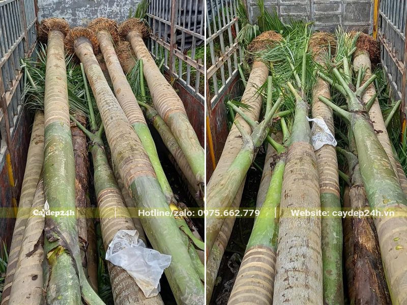 Thùng xe xếp đầy cây Cau Vua công trình lóng thân cao 1,5 - 2m