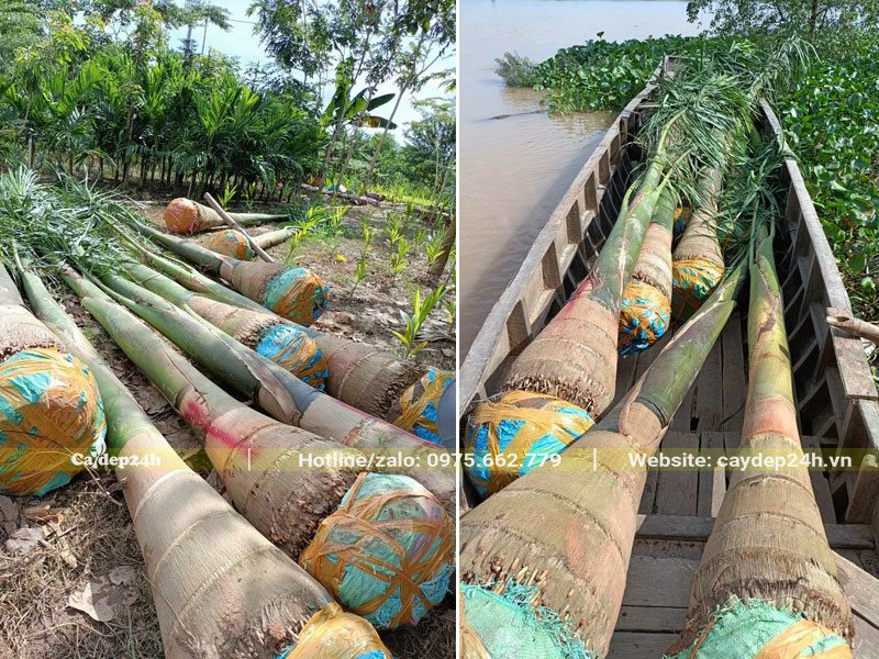 Đánh bầu cây Cau Vua gốc khủng, đk gốc 40cm