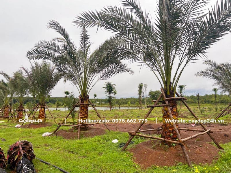 Hàng cây Chà Là ăn quả lóng cao 1m được chống cọc cẩn thận