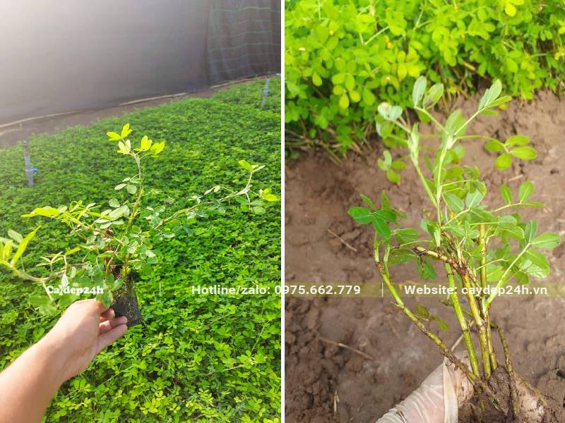 Vườn Cỏ Lạc trưởng thành có đầy đủ cả cây trồng trong bầu và trồng ngoài đất