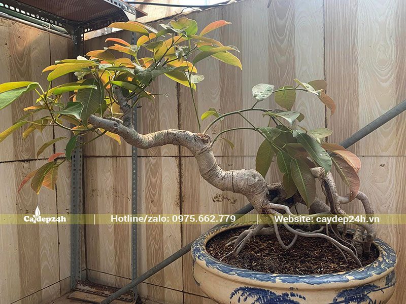 Đa Búp Đỏ bonsai tạo dáng huyền độc đáo