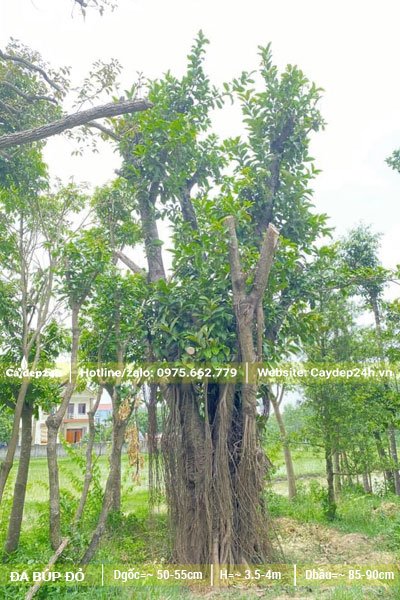 Cây Đa Búp Đỏ dâm ủ lâu năm, đang ra lá mới