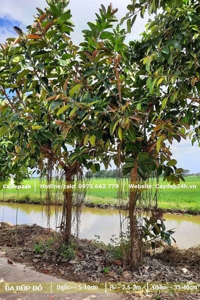 Đa Búp Đỏ mới vỡ tán, chiều cao khoảng 2 - 2.5m