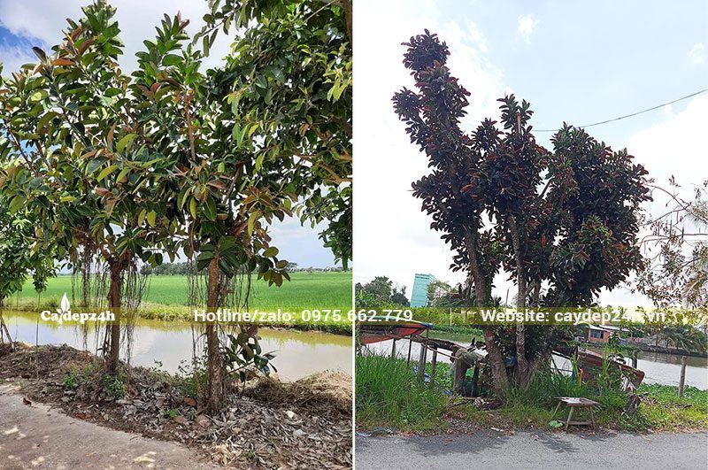 Trồng Đa Búp Đỏ ven bờ ao, bờ sông không cần phải chăm sóc nhiều