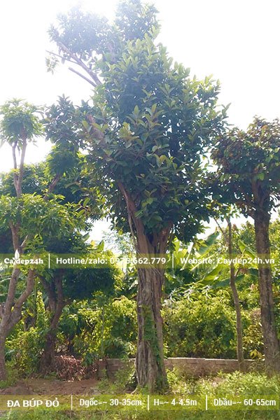 Vườn dâm ủ cây Đa Búp Đỏ đại thụ, dang cao thẳng, đk gốc từ 30cm