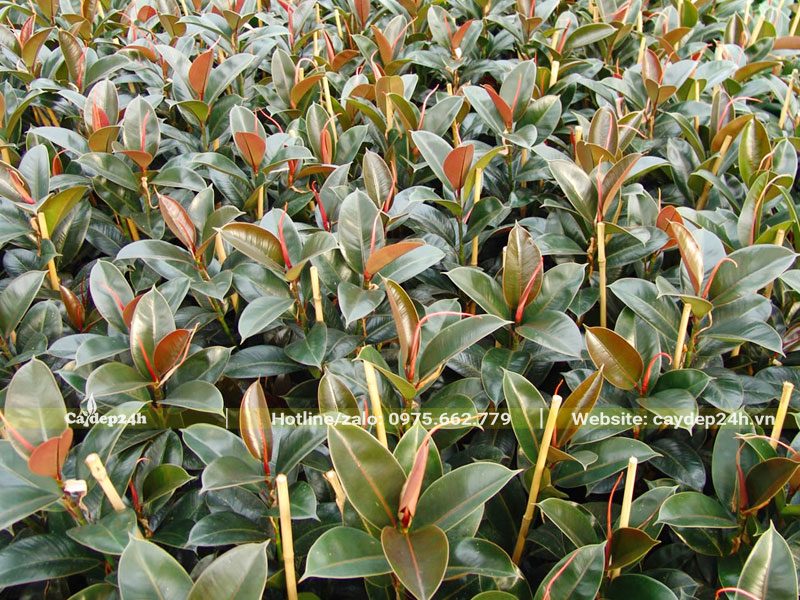 Vườn cây giống Đa Búp Đỏ chiều cao khoảng 40cm